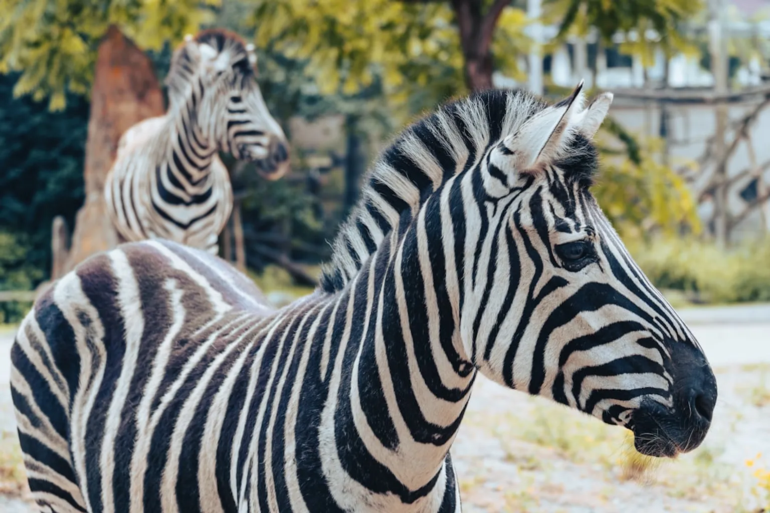 Billet coupe-file Zoo de Rotterdam : réalité ou simple option ?