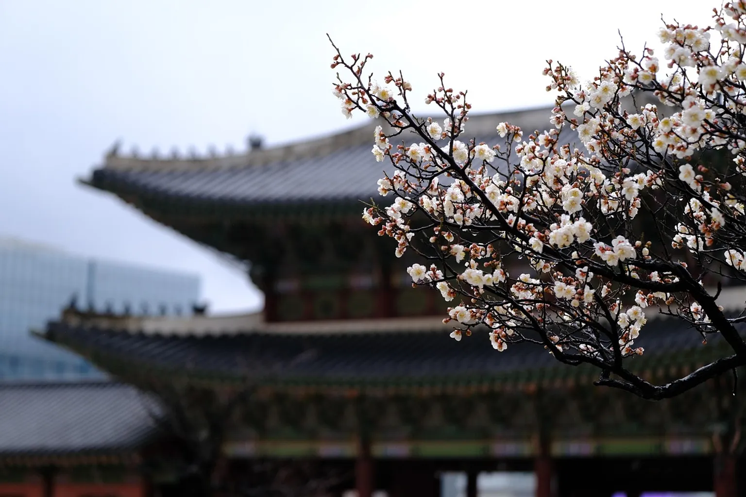 Palais de Gyeongbokgung : faut-il réserver son billet ?