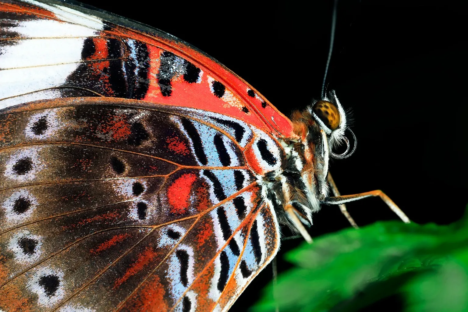 Sanctuaire des papillons d'Australie : guide pratique pour réussir votre visite