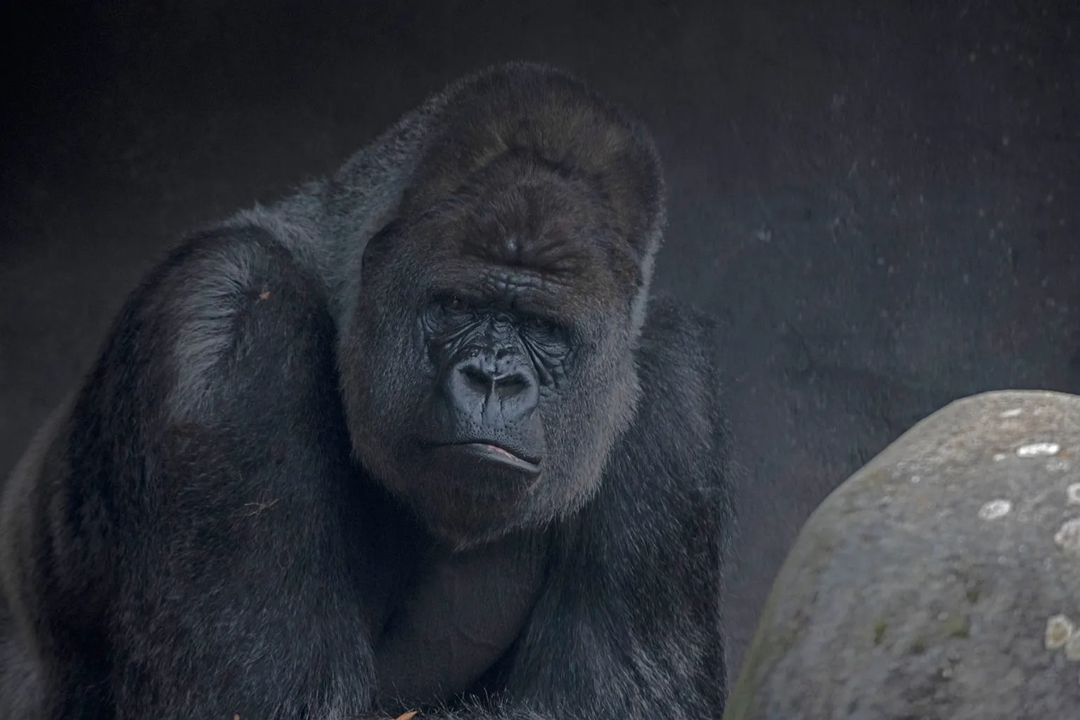 Zoo de Rotterdam tarifs : pourquoi les prix varient