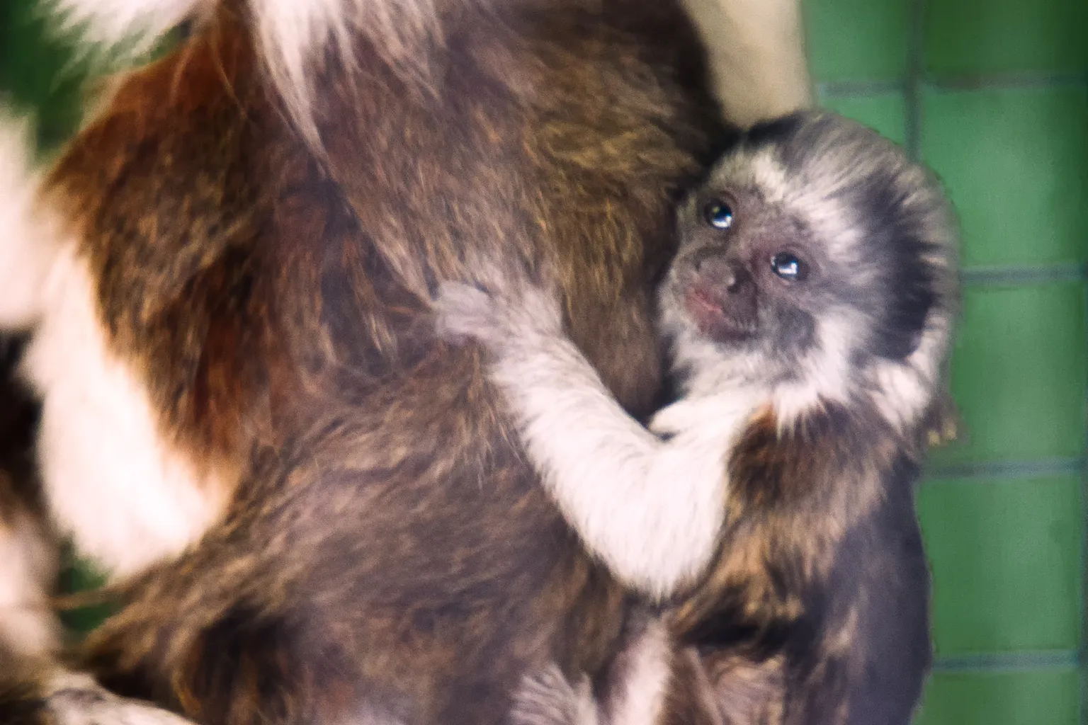 Zoo de Stone : quels sont les horaires d'ouverture ?